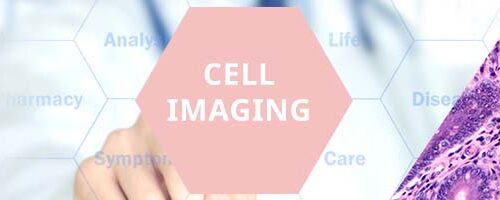 CELL IMAGING roze